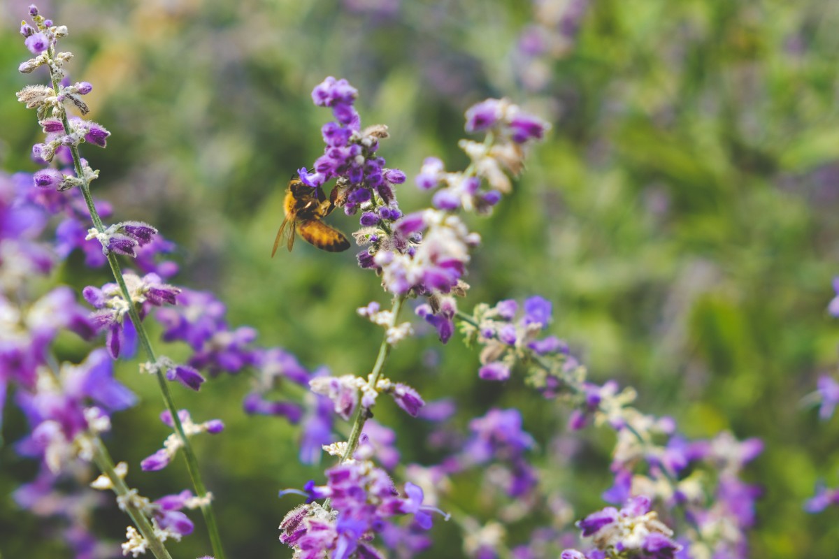 natural lawn with bee and native plants