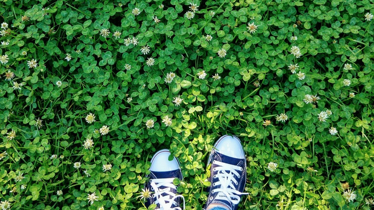 Clover Lawn for non invasive natural lawn