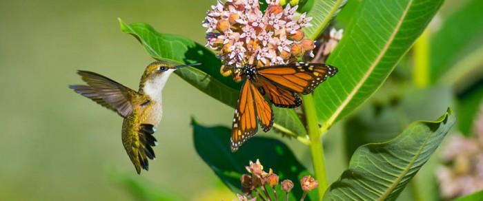 How to Attract Butterflies to Your Backyard in 6 Steps